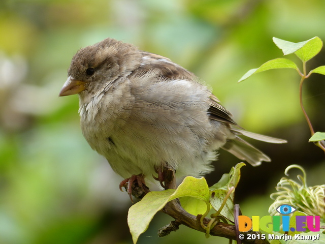 FZ020185 House sparrow (Passer domesticus)